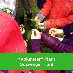 “Volunteer” Plant Scavenger Hunt