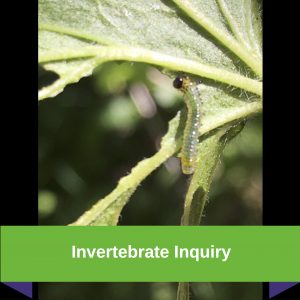 Invertebrate Inquiry (The Mystery of the Sawfly)